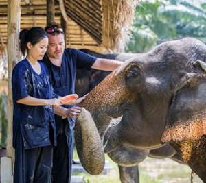 Feeding Elephants - Krabi Elephant House Sanctuary