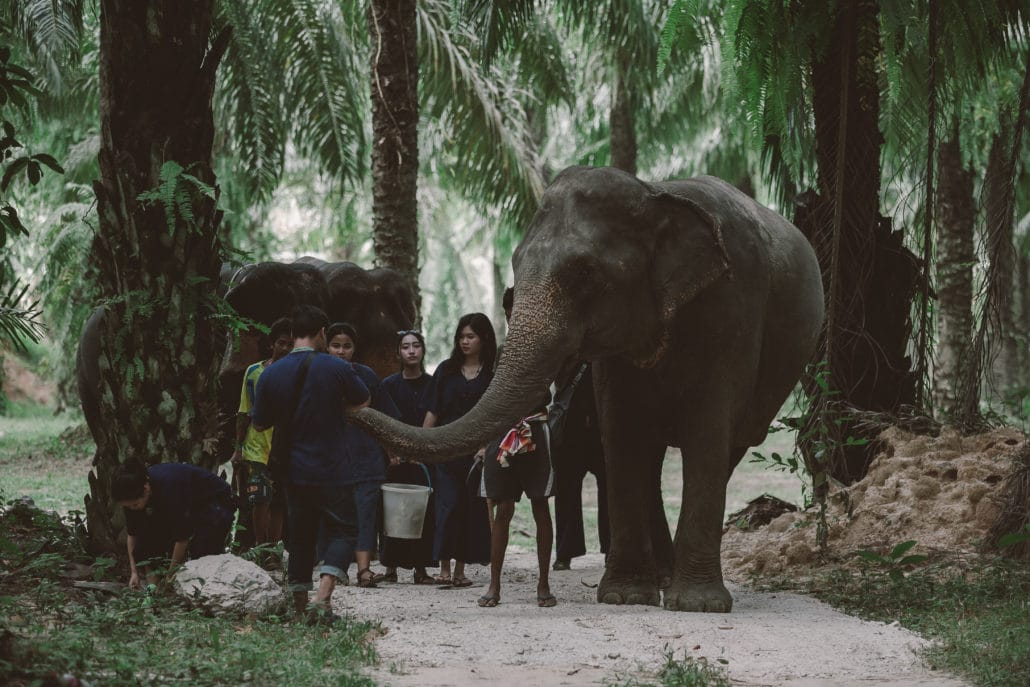 Elephant feeding, walk elephant into the jungle