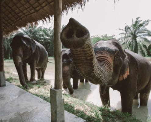 Elephants trunk - Krabi Elephant House Sanctuary