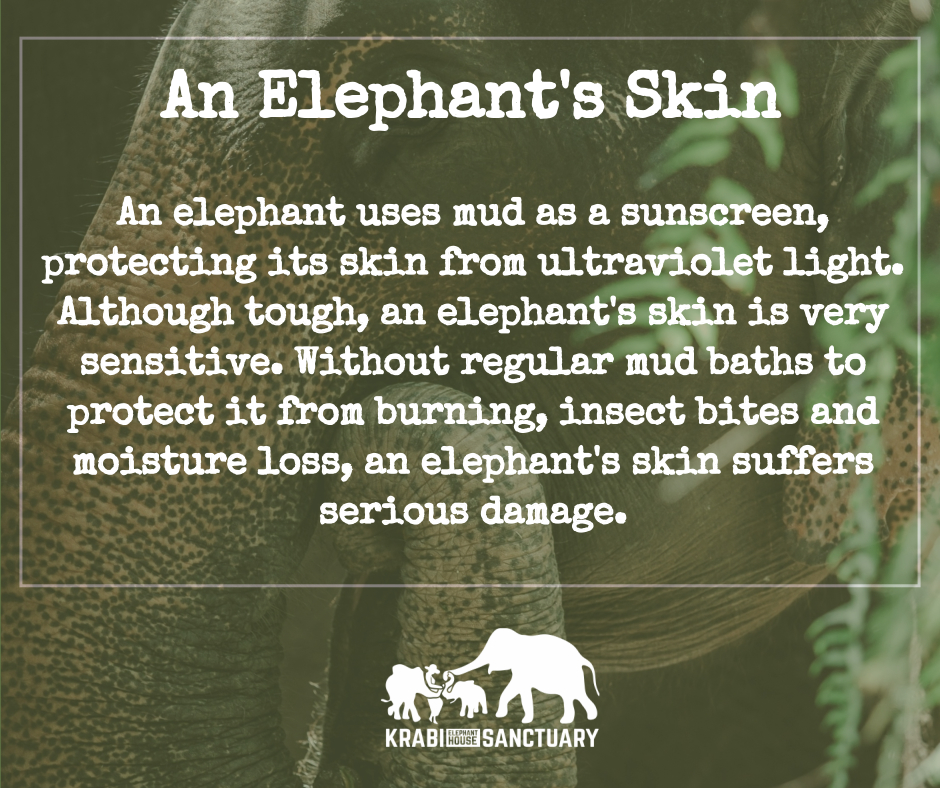 ELEPHANT’S ENCYCLOPEDIA : MUD BATHING - Krabi Elephant House Sanctuary