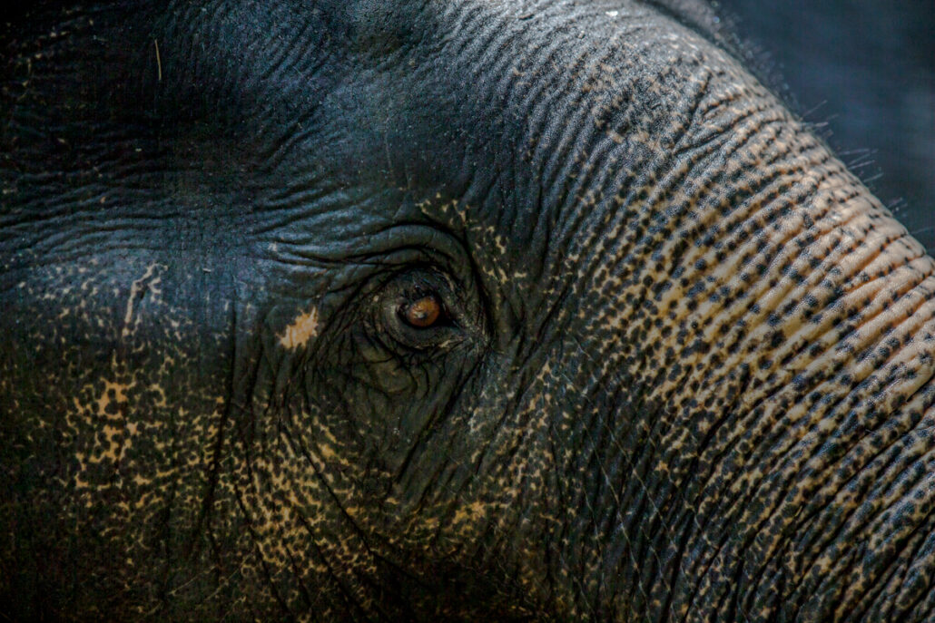 Elephants eye, Krabi Elephant House Sanctuary