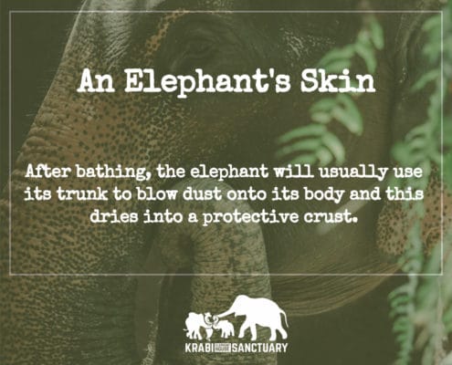 ELEPHANT’S ENCYCLOPEDIA : AFTER BATHING - Krabi Elephant House Sanctuary
