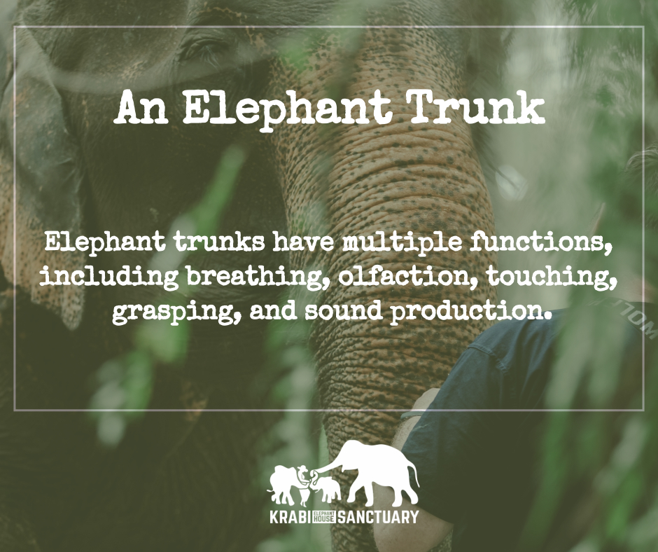 ELEPHANT’S ENCYCLOPEDIA : TRUNK'S FUNCTION - Krabi Elephant House Sanctuary