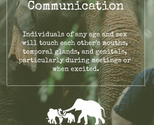 ELEPHANT’S ENCYCLOPEDIA : ELEPHANT COMMUNICATION Part 2
