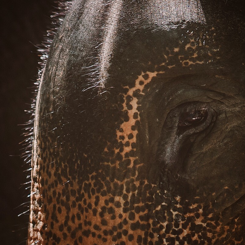 Elephant's Eye - Krabi Elephant House Sanctuary
