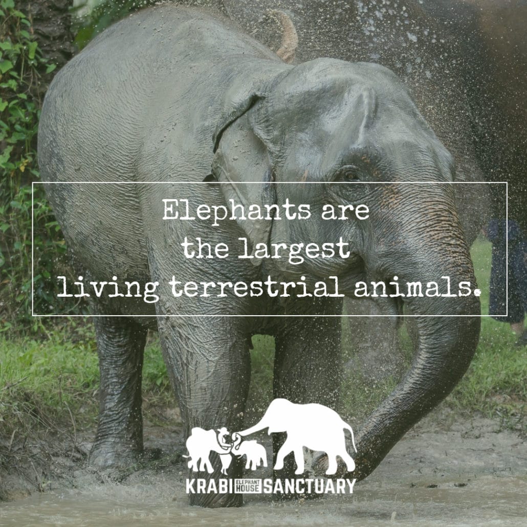 Elephants are the largest living terrestrial animals, Krabi Elephant House Sanctuary