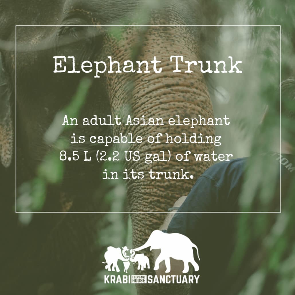 Elephant trunk, Krabi Elephant House Sanctuary