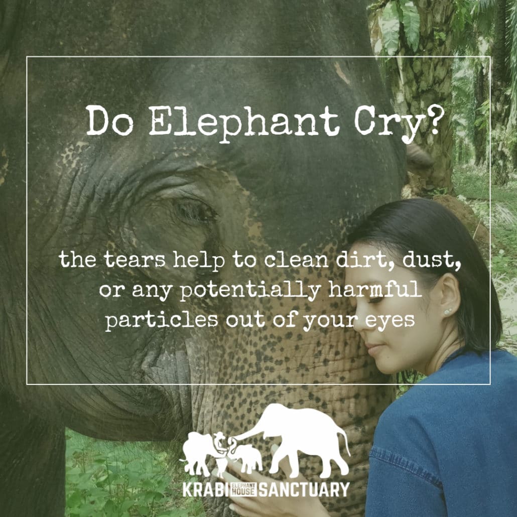Do Elephant Cry? Why? Krabi Elephant House Sanctuary
