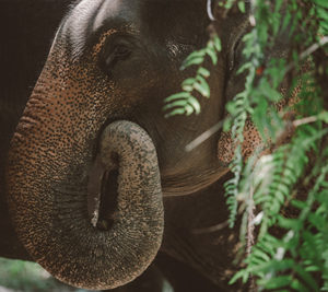 Elephants - Krabi Elephant House Sanctuary