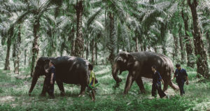 Elephants' Trekking - Krabi Elephant House Sanctuary