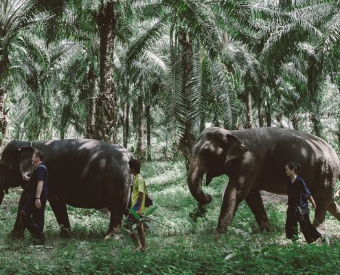 Elephants' Trekking - Krabi Elephant House Sanctuary
