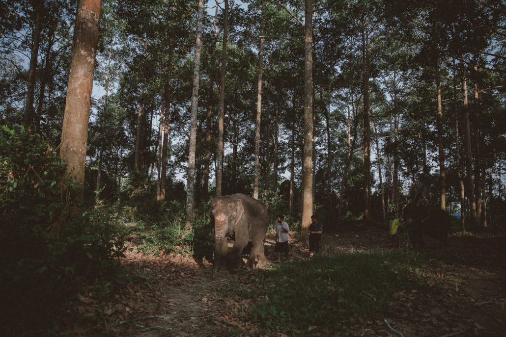 Elephants walk, Green Jungle, Krabi Elephant House Sanctuary