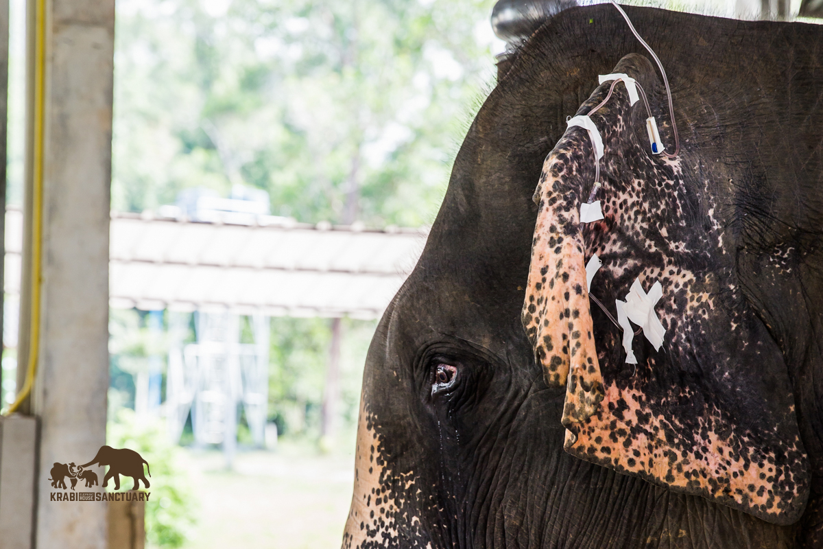 Elephant Hospital Krabi