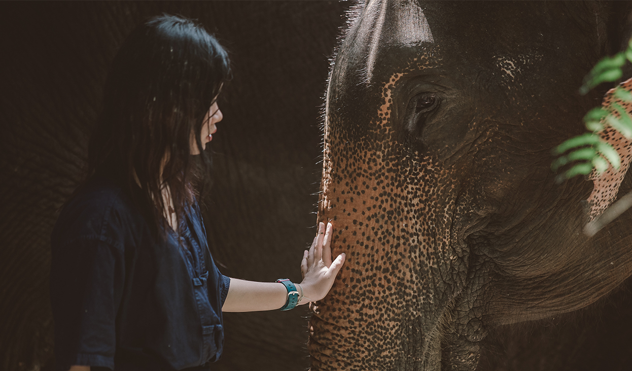 Elephant Touch a lady touch an elephant - krabi Elephant house sanctuary