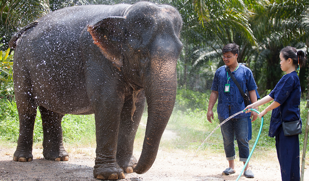 Program C cover Bathing with elephant - Krabi Elephant House Sanctuary