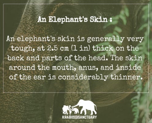 Elephant's Encyclopedia