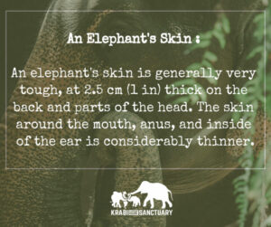 Elephant's Encyclopedia