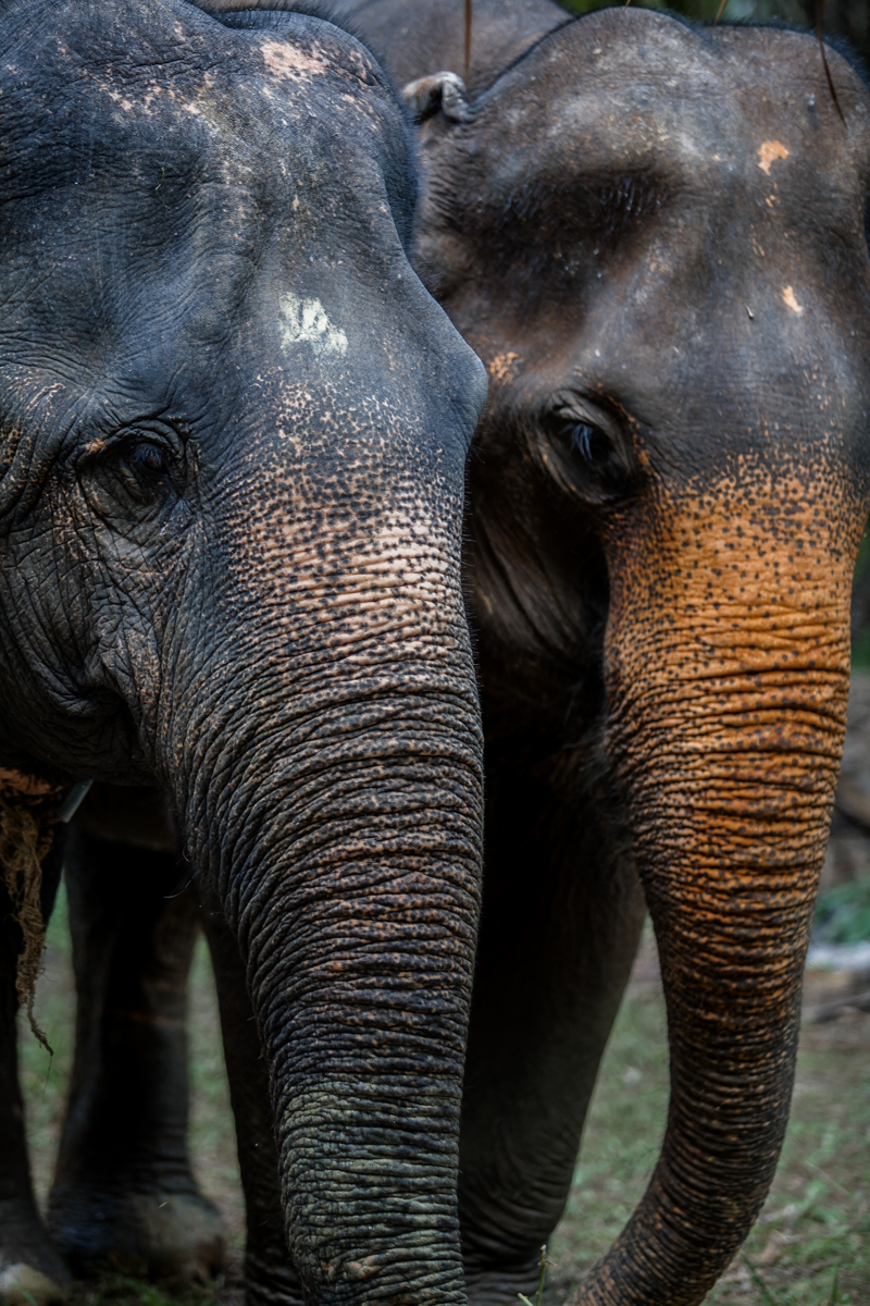 Elephant's Skin - Krabi Elephant House Sanctuary
