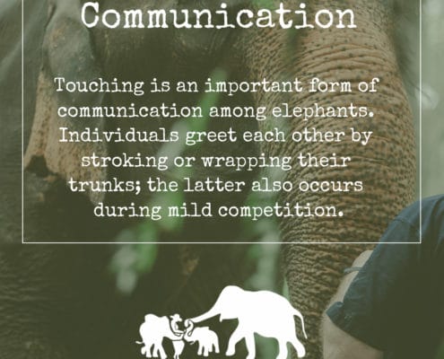 ELEPHANT’S ENCYCLOPEDIA : ELEPHANT COMMUNICATION, Krabi Elephant House Sanctuary