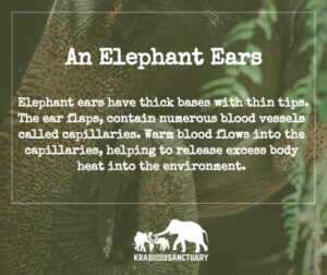 ELEPHANT’S ENCYCLOPEDIA : ELEPHANT EARS, Krabi elephant House Sanctuary, Thailand