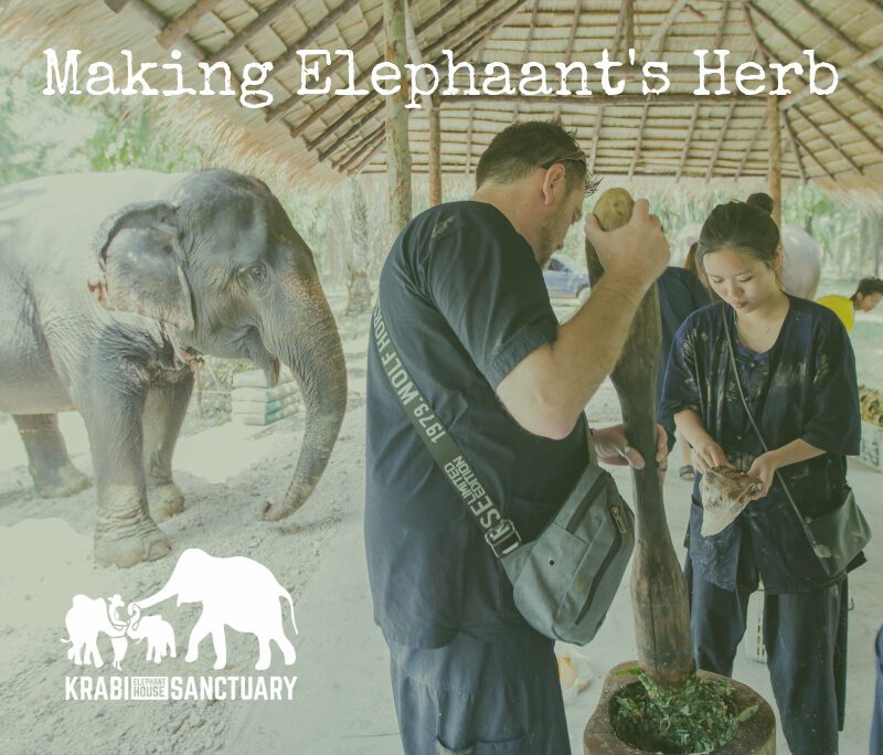 Making the Elephant's Herb, Elephant Encyclopedia, Krabi Elephant House Sanctuary