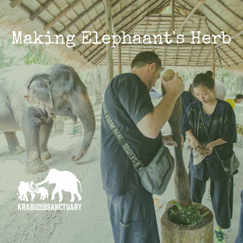 Making the Elephant's Herb - Elephant Encyclopedia