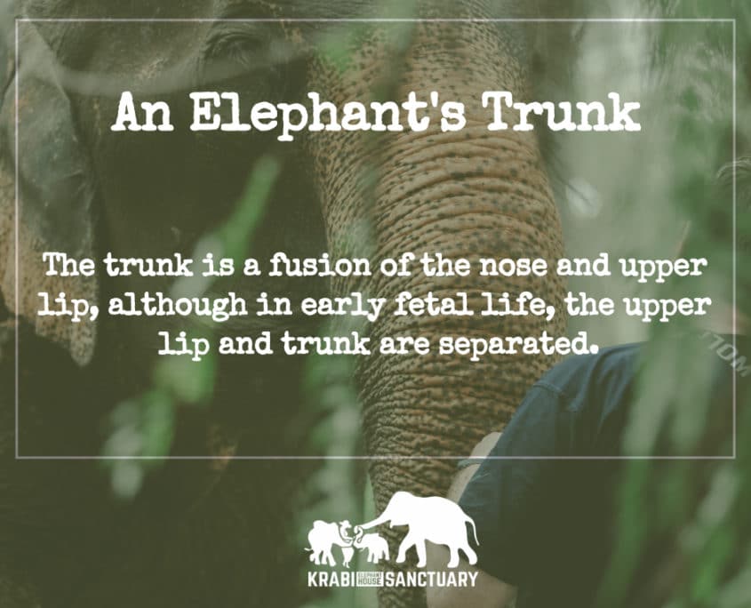 ELEPHANT’S ENCYCLOPEDIA : TRUNK'S FUNCTION - Krabi Elephant House Sanctuary