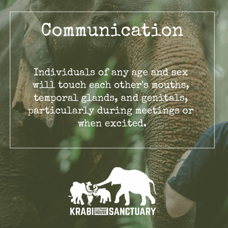 ELEPHANT’S ENCYCLOPEDIA : ELEPHANT COMMUNICATION Part 2