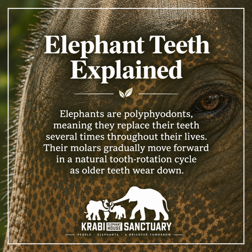 Elephant Teeth 101: The Secret Behind Their Six Sets of Teeth – Krabi Elephant House Sanctuary