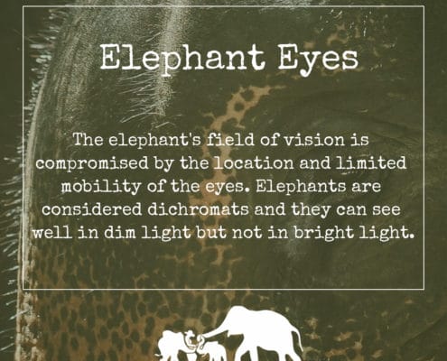 ELEPHANT’S ENCYCLOPEDIA :EYES, Krabi Elephant House Sanctuary