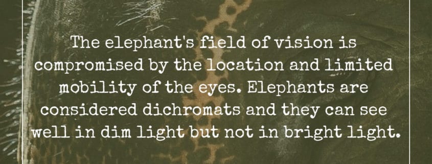 ELEPHANT’S ENCYCLOPEDIA :EYES, Krabi Elephant House Sanctuary