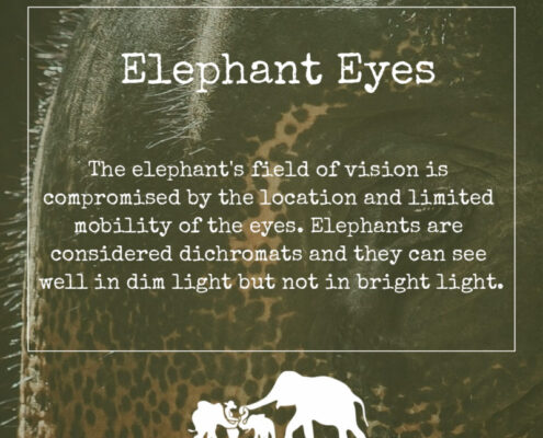 ELEPHANT’S ENCYCLOPEDIA :EYES, Krabi Elephant House Sanctuary