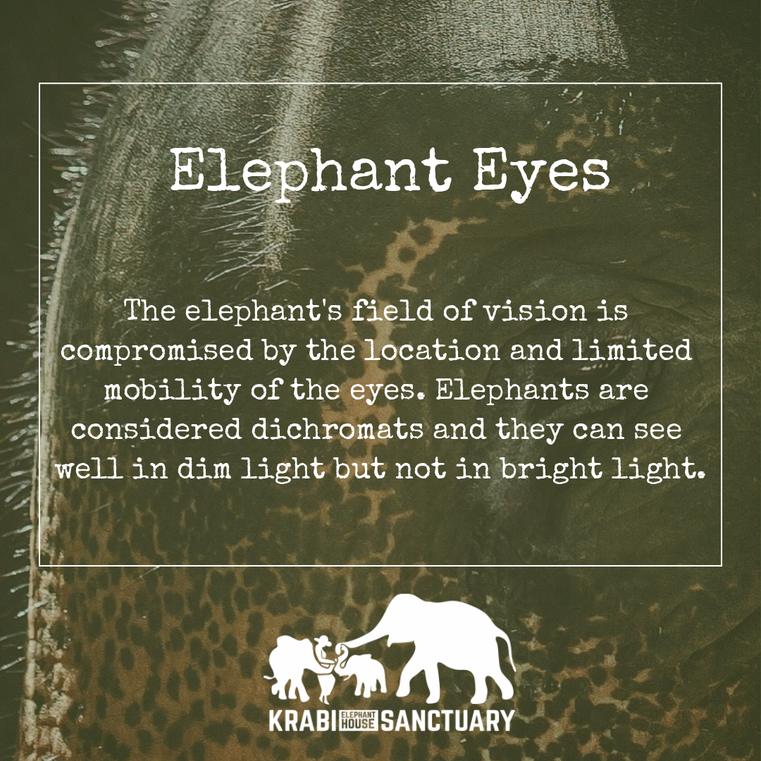 ELEPHANT’S ENCYCLOPEDIA : EYES, Krabi Elephant House Sanctuary