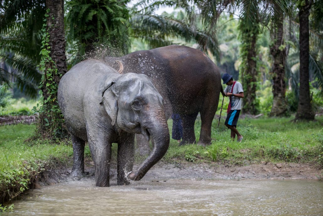 Elephants Bathing, Krabi Elephant House Sanctuary