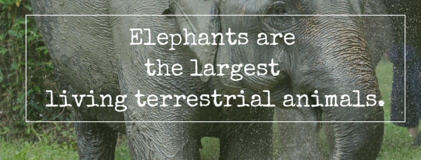 ELEPHANT'S ENCYCLOPEDIA : The Largest Living Terrestrial Animals.