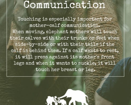 Elephant communication, Krabi Elephant House Sanctuary