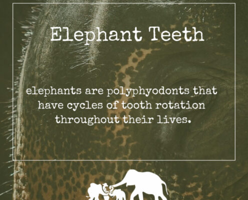 Elephant Teeth Cover - Krabi Elephant House Sanctuary
