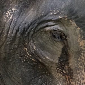 Elephant's tear - Do Elephant Cry?