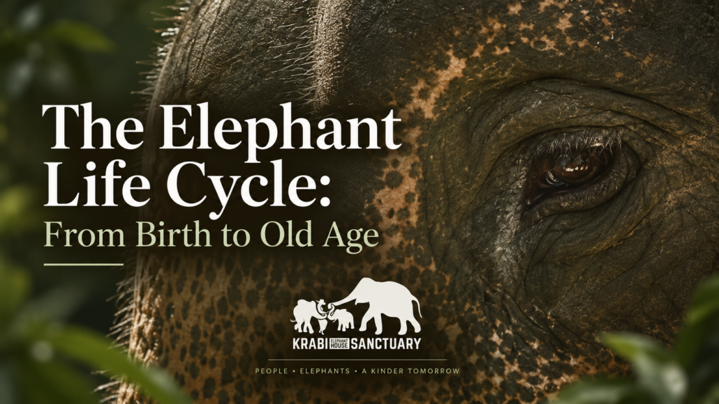 The Elephant Life Cycle: From Birth to Old Age – Krabi Elephant House Sanctuary