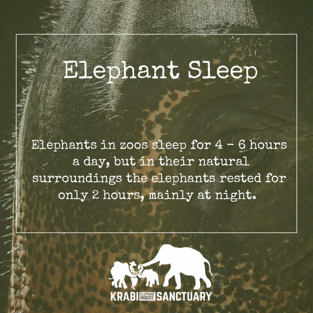 Elephant Sleeping Habits - Krabi Elephant House Sanctuary