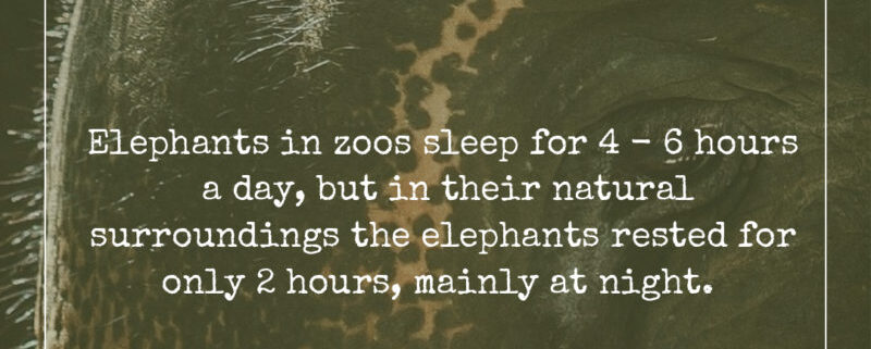Elephant Sleeping Habits - Krabi Elephant House Sanctuary