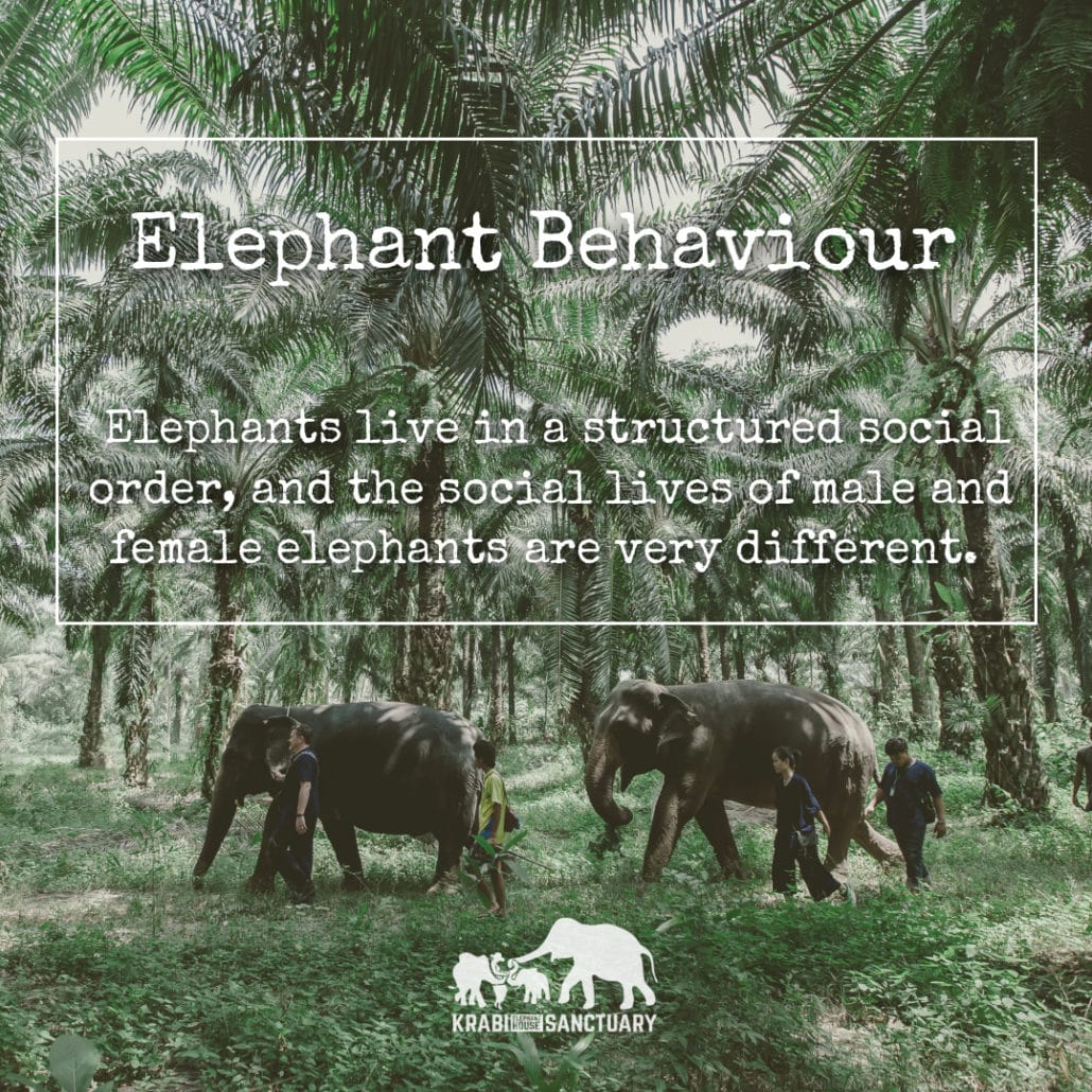 Elephant Behaviour, Krabi Elephant House Sanctuary