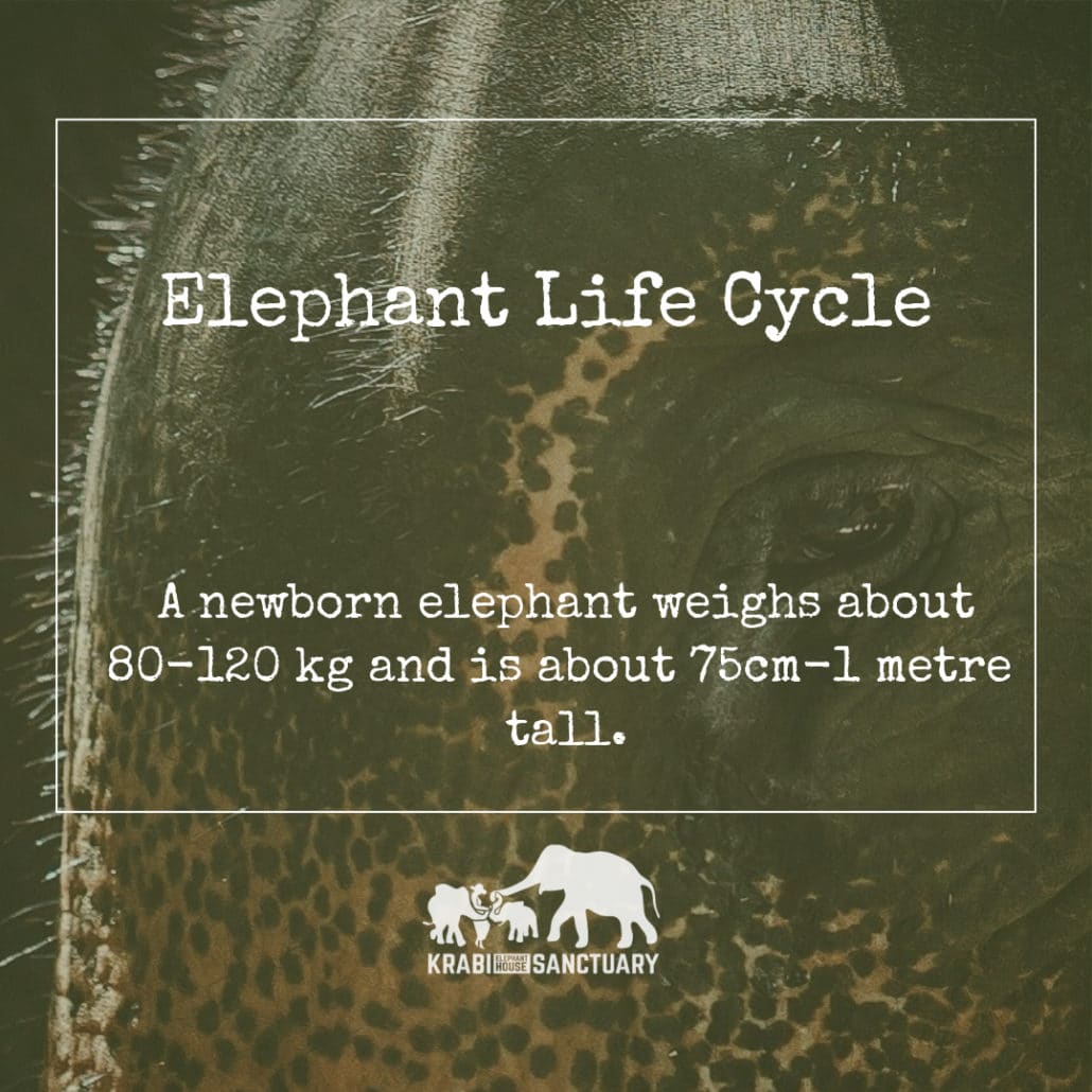 ELEPHANT’S ENCYCLOPEDIA : Elephant Life Cycle - A newborn elephant weighs about 80-120 kg and is about 75cm-1 metre tall.