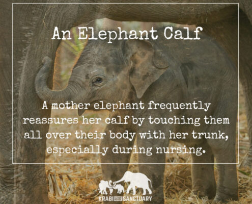 An Elephant Calf by Krabi Elephant House Sanctuary