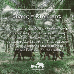 Chang means an elephant in Thai