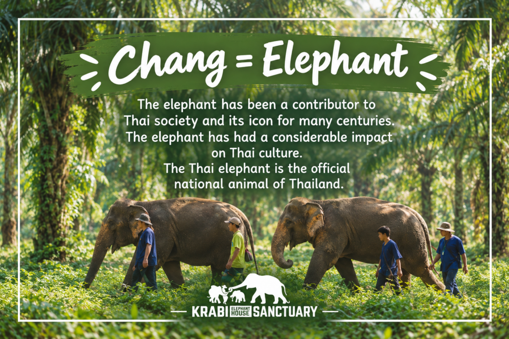 Chang: What "Elephant" Means in Thai – Krabi Elephant House Sanctuary
