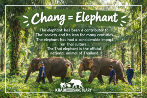 Chang: What "Elephant" Means in Thai – Krabi Elephant House Sanctuary