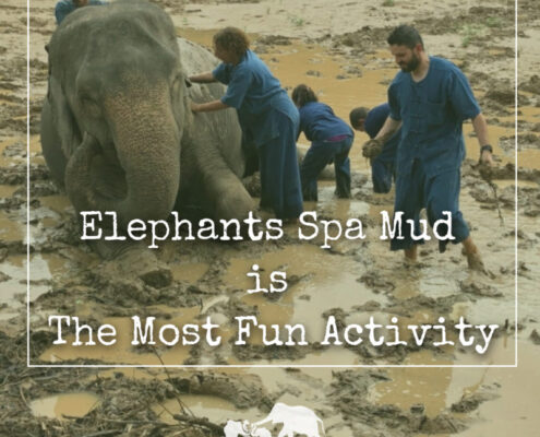 Elephants Spa Mud is The Most Fun Activity
