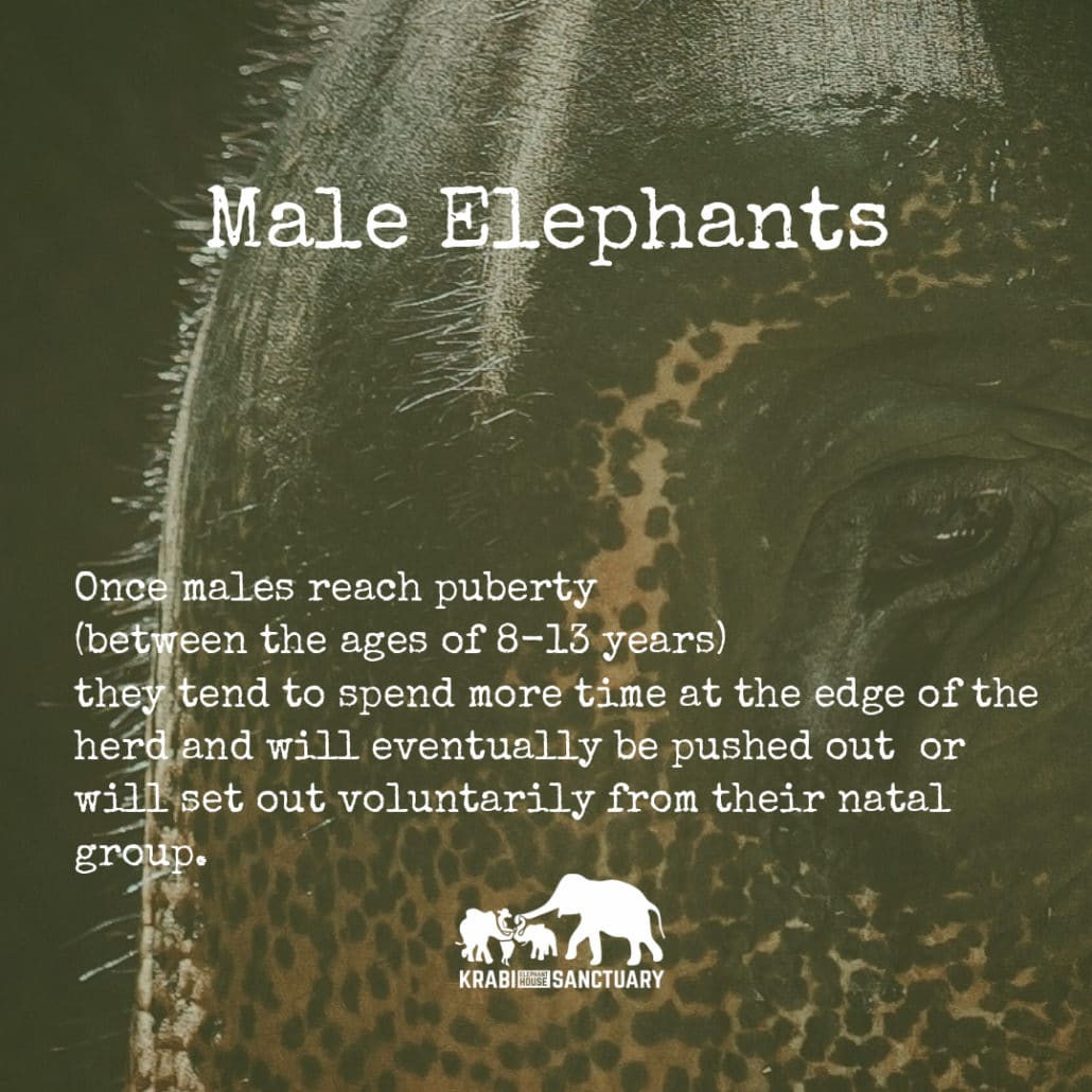 ELEPHANT’S ENCYCLOPEDIA : Male Elephants, Krabi Elephant House Sanctuary