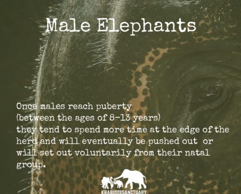 Male Elephant, Krabi Elephant House Sanctuary